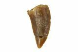 Raptor Tooth - Real Dinosaur Tooth #90083-1